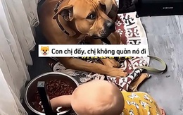 Những chú chó hướng nội trông em bé