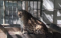 'Ét ô ét', vườn thú Trung Quốc 'bắt' hổ báo béo phì