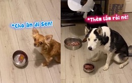 3 chú chó ngồi ngay ngắn, chờ lệnh sen mới được ăn