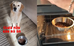 Ông chủ cao tay khi chó cưng thích ăn chín uống sôi