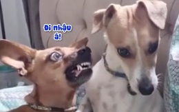 Chú chó bị bạn đời mắng không trượt phát nào khi xin đi nhậu
