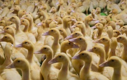 Cho vịt nghe nhạc sàn, xuất bán thu tiền tỉ