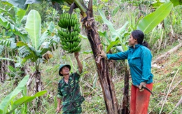 Vườn chuối biên phòng tặng dân bản biên giới