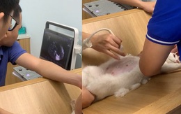 Chú mèo biết nói khi được bác sĩ hỏi thăm sức khỏe