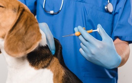 Gắn chip vào chó mèo có tác dụng gì, hoạt động ra sao?