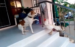 Gà trống lì đòn đánh nhau với chó