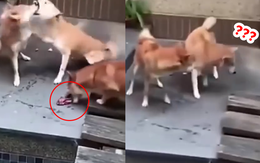 Chú chó 'đục nước béo cò' khi đồng bọn đánh nhau