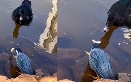Chú chim cay cú vì bị ngan cướp mất cần câu cơm