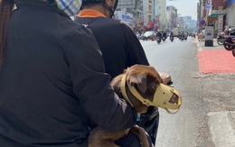 Nuôi chó, mèo ở chung cư: Bạn đọc gợi ý nhiều giải pháp thiết thực