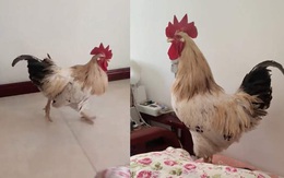 Gà trống bay lên giường gáy đánh thức cô chủ ngủ nướng