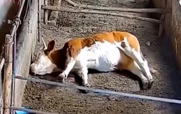 Bò nằm ngủ mơ gặp ác mộng khiến đồng loại hoảng hồn