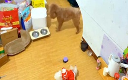 Chú chó thông minh biết giúp chủ lấy thức ăn cho mèo