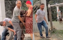 Pitbull cay cú rượt bác sĩ thú y khi bị tiêm