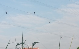 Chim trời cá nước, ai muốn bắt thì bắt?