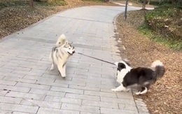 Chú chó chăn cừu khổ sở với husky ngốc nghếch