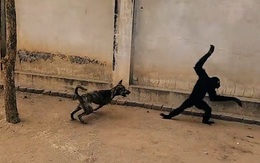 Chú chó nổi quạu khi bị khỉ trêu ngươi