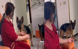 Hai chú chó sủa ầm nhà vì sen đắp mặt nạ không nhận ra