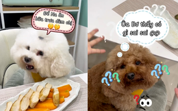 Chú chó ngơ ngác vì bị đồng bọn đổ oan tội ăn vụng