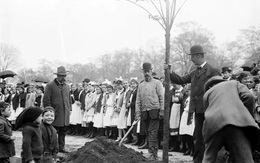 Có một ngày hội trồng cây