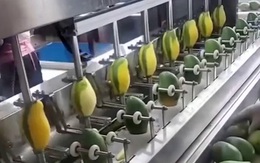 Máy gọt xoài tự động siêu nhanh