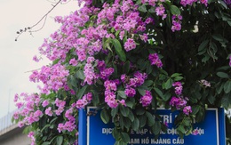 Bằng lăng mộng mơ nhuộm tím phố phường Hà Nội