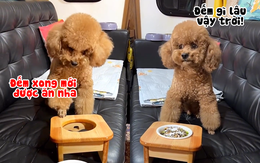 Chú chó sốt ruột khi sen cho ăn kiểu lòng vòng