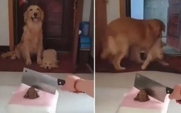 Chó mẹ vội kéo con ra ngoài khi thấy cảnh bạo lực