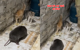 Cũng là mèo và chuột nhưng lạ lắm