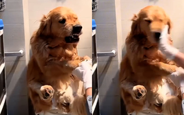 Chú chó ngoan ngoãn nghe lời sau khi bị ăn tát