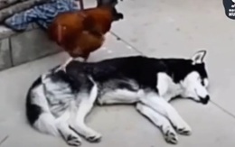 Husky nổi cáu vì gà trống quậy phá không cho ngủ