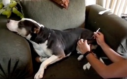Chú chó không sợ đau nằm im cho sen tiêm
