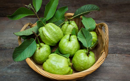 Ổi rất giàu dinh dưỡng, nhưng phải biết ăn đúng cách