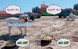 'Người ấy và tôi em chọn ai' phiên bản chó cưng