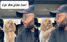 Chú chó thông minh làm toán siêu đỉnh