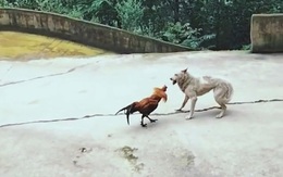 Chú chó chùn chân với gà trống hổ báo