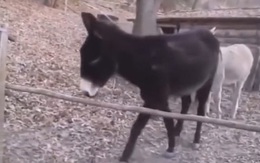 Chú lừa thông minh khi bị cây ngáng đường