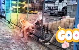 Chú chó cà khịa đồng bọn tức nổi điên