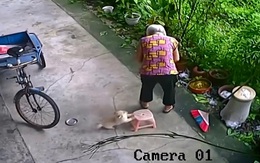 Chó con biết lấy ghế cho cụ bà ngồi