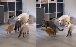 Mèo chạy té khói sau khi 'ra dẻ' trêu ghẹo chó