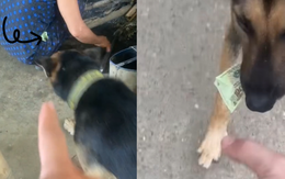 Chú chó thông đồng với cậu chủ trộm tiền của mẹ để mua bánh