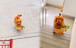 Chú chó đi chợ mua thức ăn, mải mê buôn chuyện không chịu về