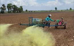 Chàng nông dân lái máy cày phu thuốc trừ cỏ