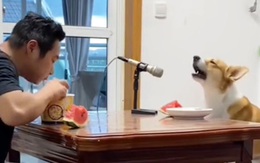 Chú chó song ca 'Tình nhạt phai' với ông chủ siêu ngầu