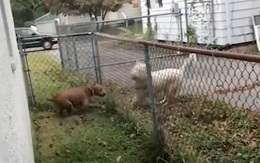 Chú chó sống trong cảnh xiềng xích 7 năm vui trở lại khi gặp bạn đời