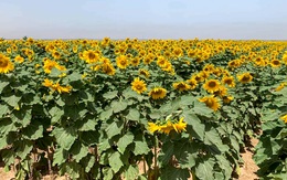 Dùng dầu ăn nào để chiên rán, dầu nào trộn salad thì tốt cho sức khỏe?