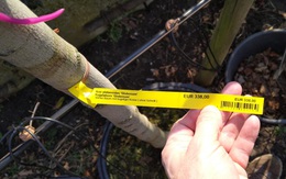 Cây cũng là người