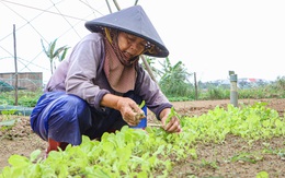 Giá rau gần Tết tăng cao, nông dân Đà Nẵng không có rau để bán