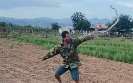 Màn bắt rắn đi vào lòng đất