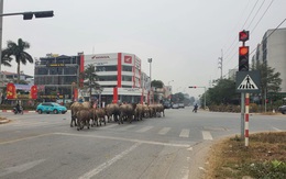 Ảnh vui 21-1: Đàn trâu vượt đèn đỏ