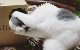 Ảnh vui 1-10: 'Unbox' đầu mới